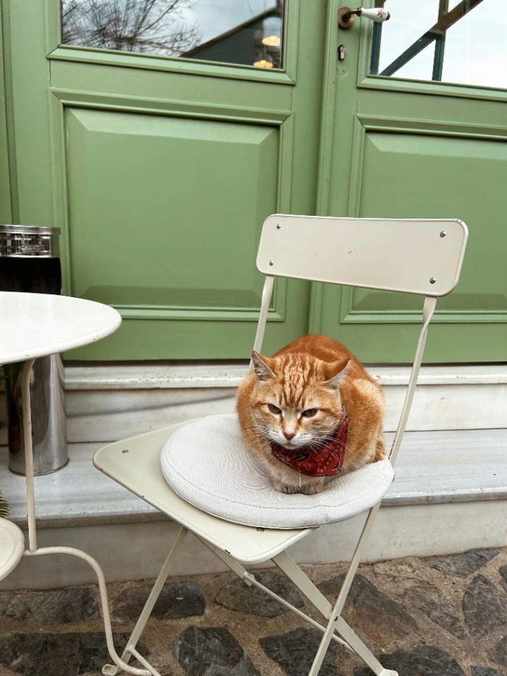 5 effective ways to keep your neighbor’s cat off your patio furniture: tips and tricks for a cat-free outdoor space