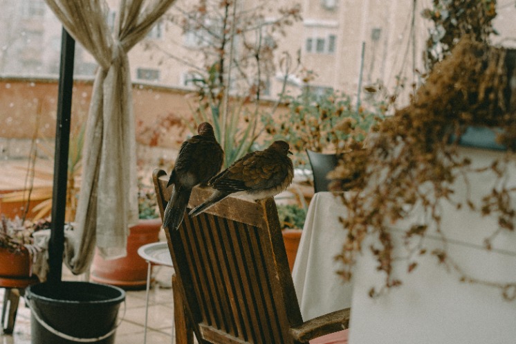 Effective ways to prevent birds from pooping on outdoor furniture: Tips and tricks for keeping your patio clean and bird-free!