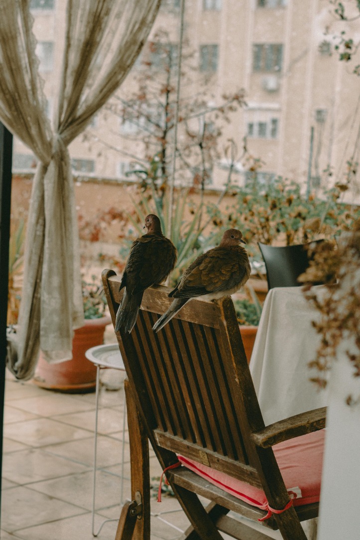5 effective ways to prevent birds from pooping on your patio furniture