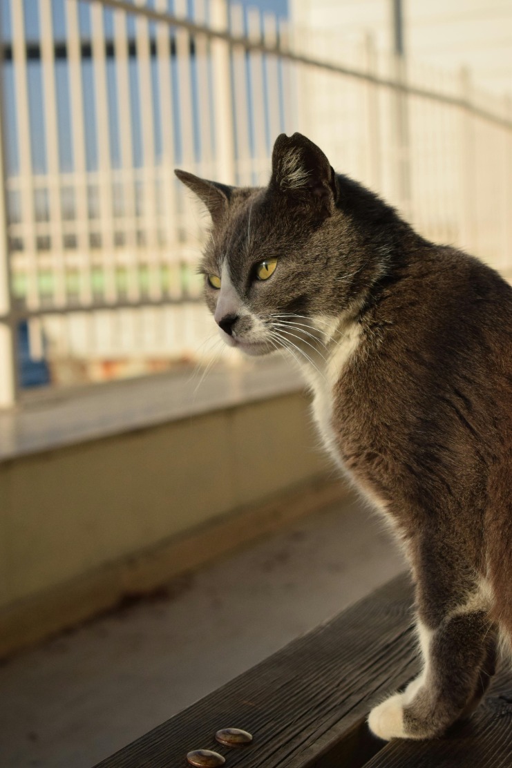 Upgrade your outdoor space with Ledge Lounger Sale – Limited Time Offer on Stylish Poolside Furniture & Accessories