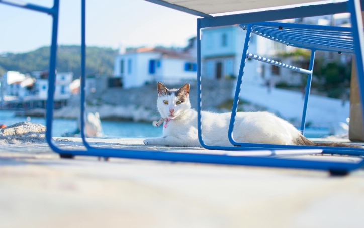 Effective Ways to Keep Cats Off Outdoor Furniture: Practical Tips for Discouraging Feline Intruders from Using Your Patio and Garden Seating