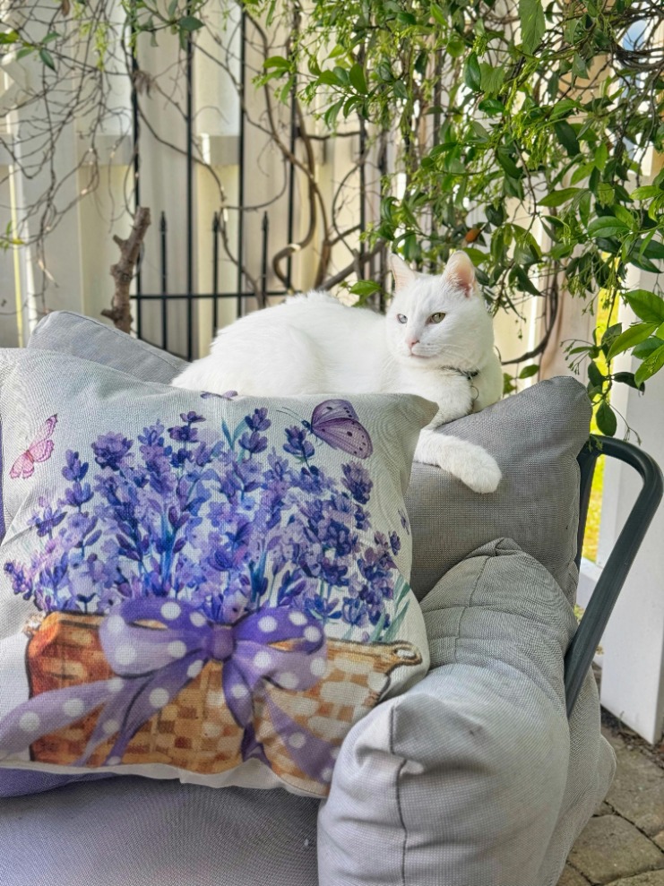 5 easy ways to remove cat hair from patio furniture – Say goodbye to those pesky fur balls with these effective tips and tricks! ๐ฑ๐๏ธ #CatHairRemoval #PatioFurniture