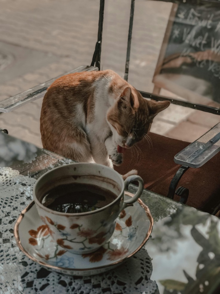 Effective Ways to Keep Cats Off Your Patio Furniture: Tips and Tricks for a Cat-Free Outdoor Space