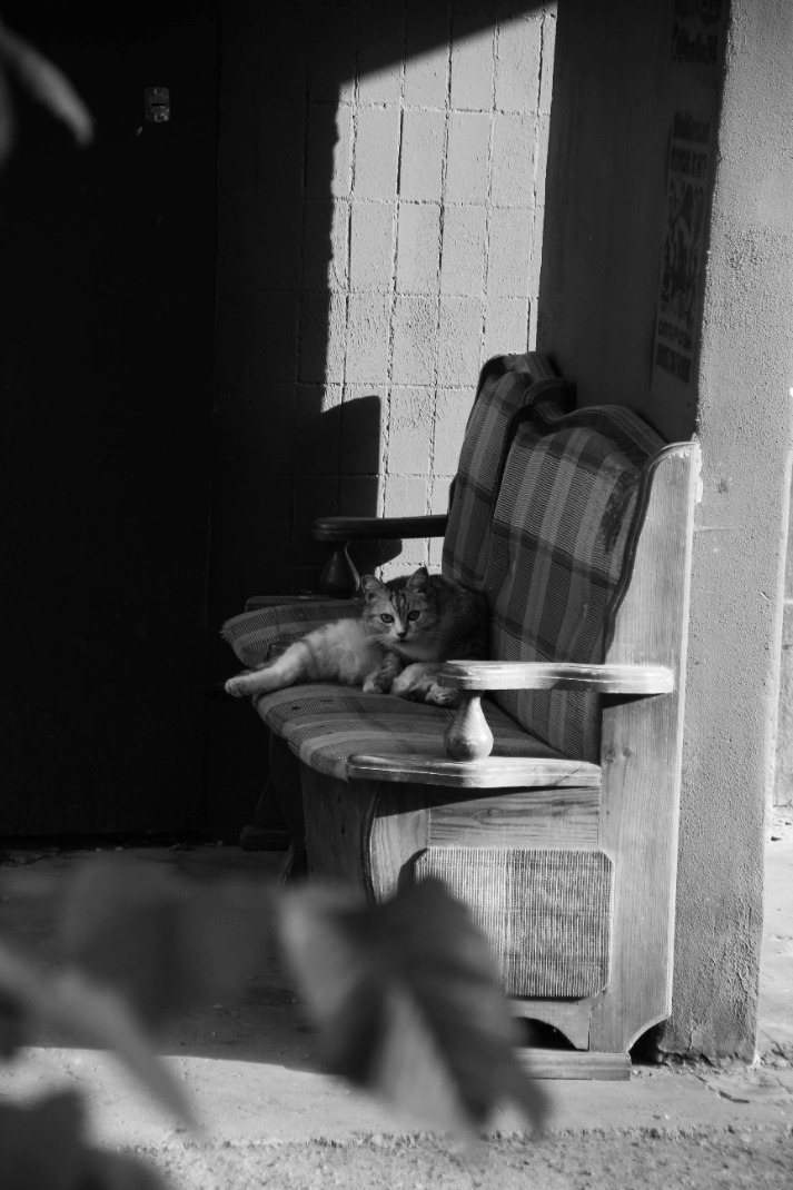 Effective Tips for Keeping Cats off Your Patio Furniture – Learn How to Prevent Your Feline Friends from Scratching and Climbing on Your Outdoor Seating.