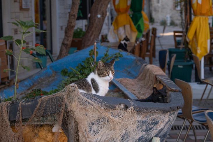 Effective Ways to Keep Stray Cats Off Patio Furniture – Tips and Tricks to Deter Unwanted Feline Visitors from Your Outdoor Space