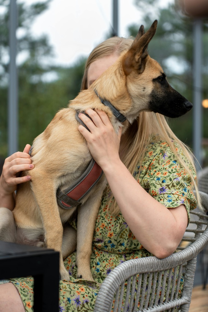 Effective Ways to Keep Dogs Off Patio Furniture: Tips for Preventing Your Pup From Jumping on Outdoor Seating and Tables