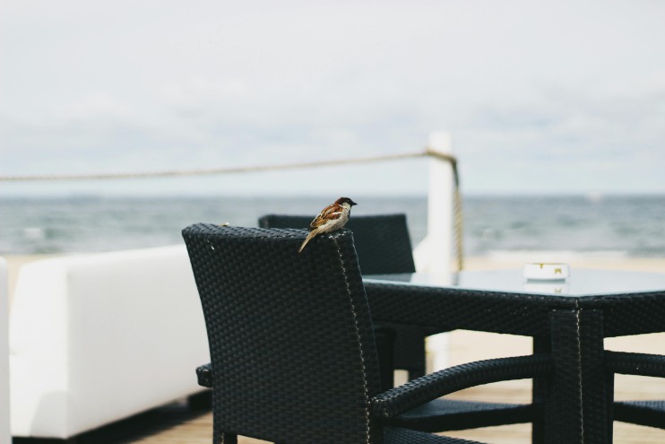Effective Ways to Shield Outdoor Furniture from Bird Droppings: Tips for Protecting Your Patio Sets from Avian Waste