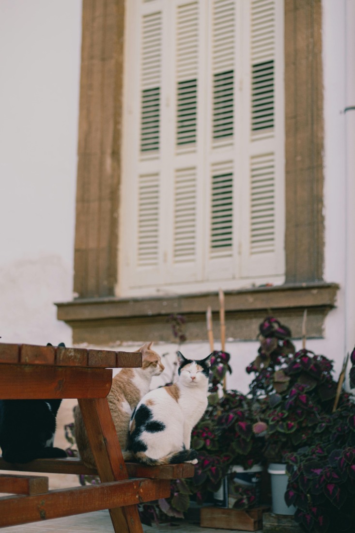 Top tips to prevent cats from peeing on outdoor furniture: use deterrent sprays, provide alternative scratching posts, clean regularly, and seek vet advice.