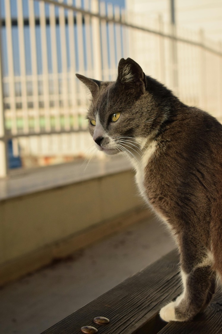 Upgrade your poolside relaxation with the luxurious Ledge Lounger Signature Chaise – the perfect blend of style and comfort for ultimate comfort and style.