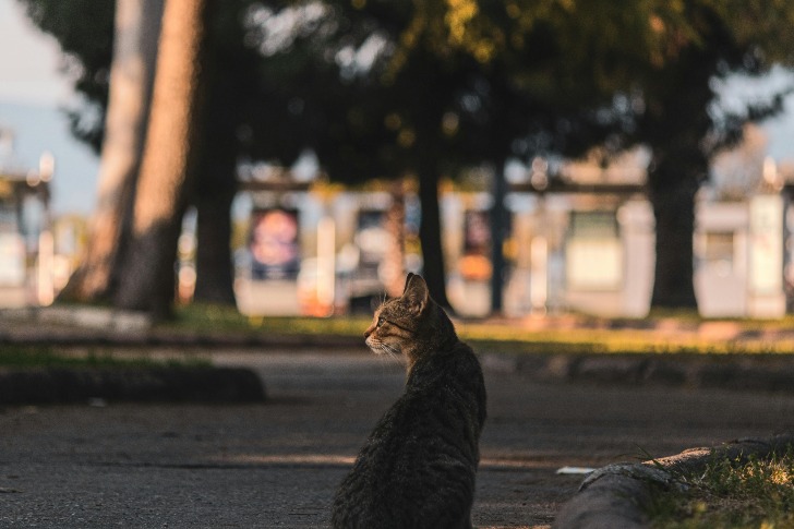 Effective Strategies for Keeping Stray Cats Away from Your Outdoor Furniture – Tips and Tricks for a Cat-Free Patio!