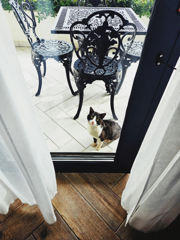 5 Effective Ways to Keep Cats Off Your Outdoor Patio Furniture – Cat Repellent Tips and Tricks to Enjoy a Hair-Free Space