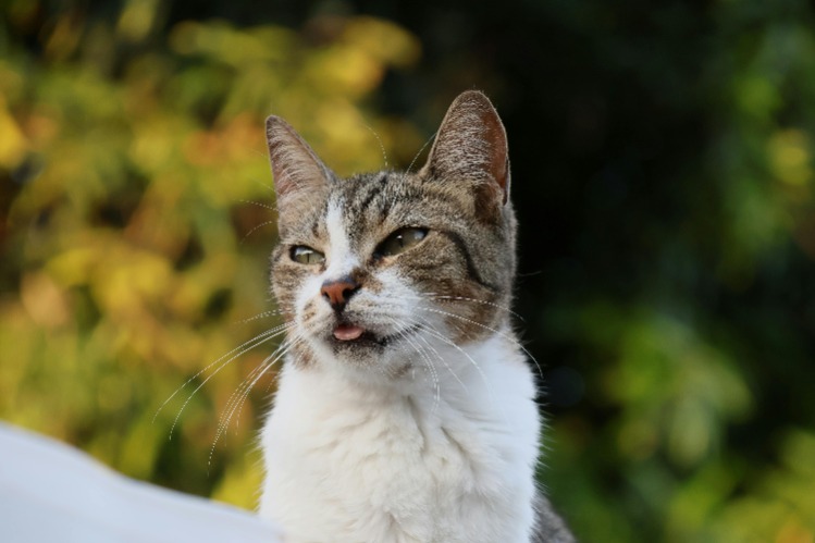 Top tips for keeping cats off your outdoor furniture – safe and effective methods to deter unwanted feline visitors from scratching and lounging on your patio.